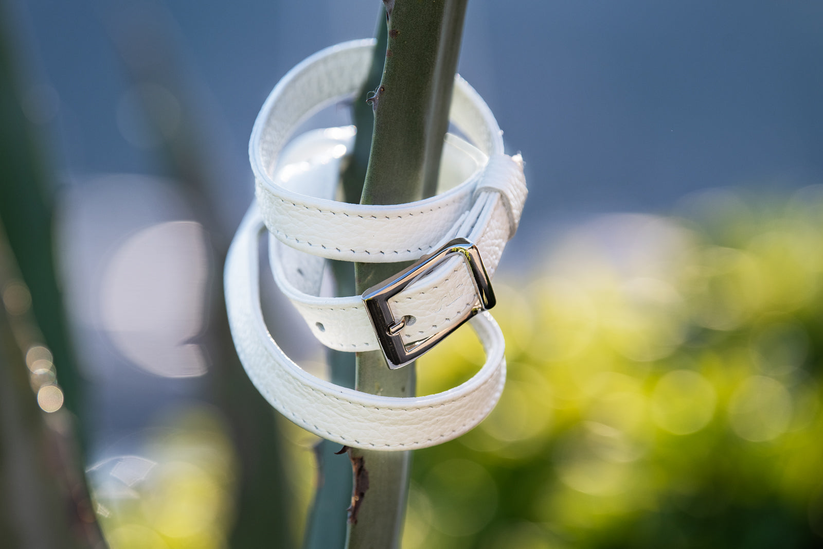 White belt with a silver buckle wrapped around a plant stem against a blurred natural background